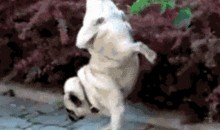 巴哥最新爆料新闻,最新爆料新闻背后的惊人真相